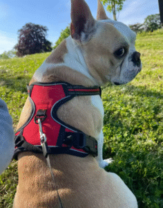 Dog collar and harness