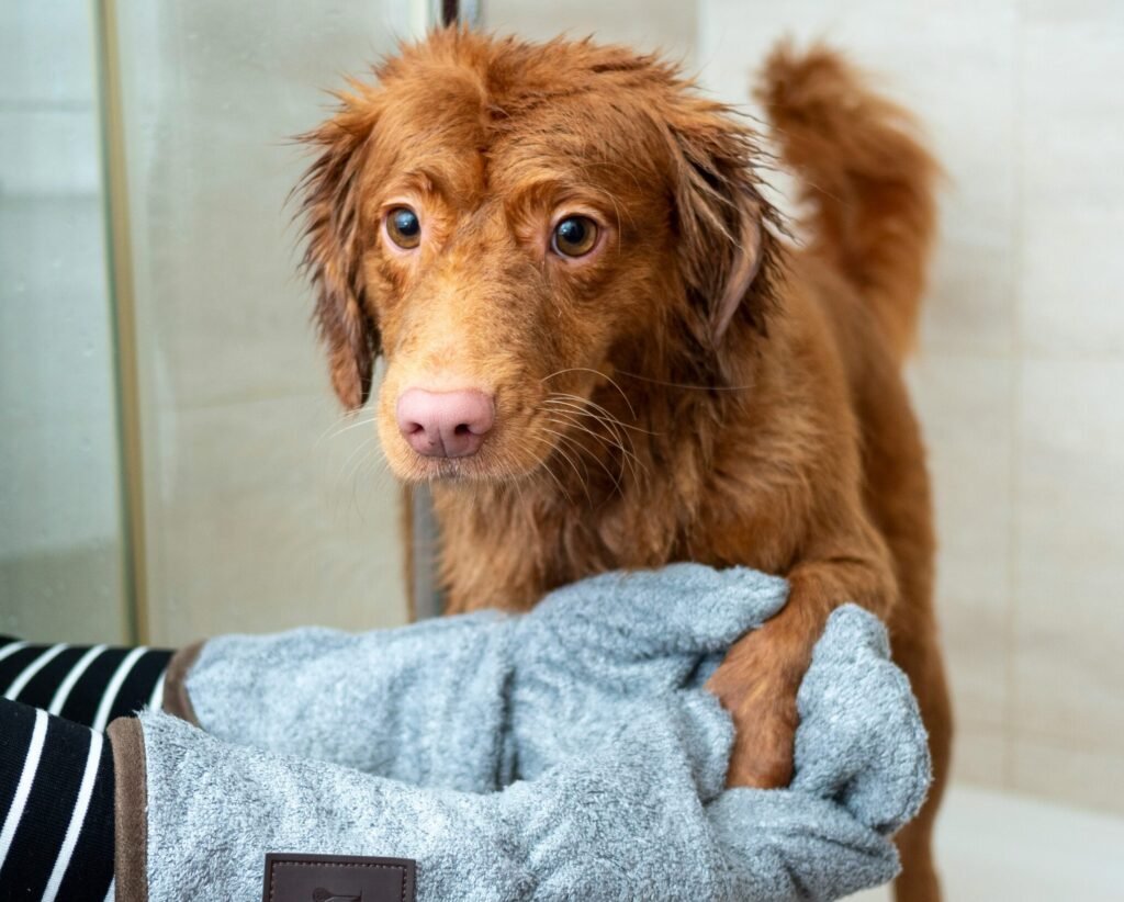 Learn how to groom your dog at home like a pro! This step-by-step guide covers brushing, bathing, nail trimming, and ear cleaning — everything you need to keep your pup clean, healthy, and happy.