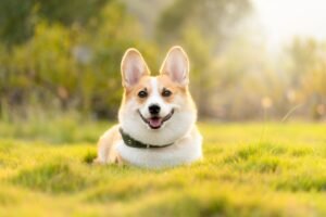 Dog owner bathing pet at home – grooming tips