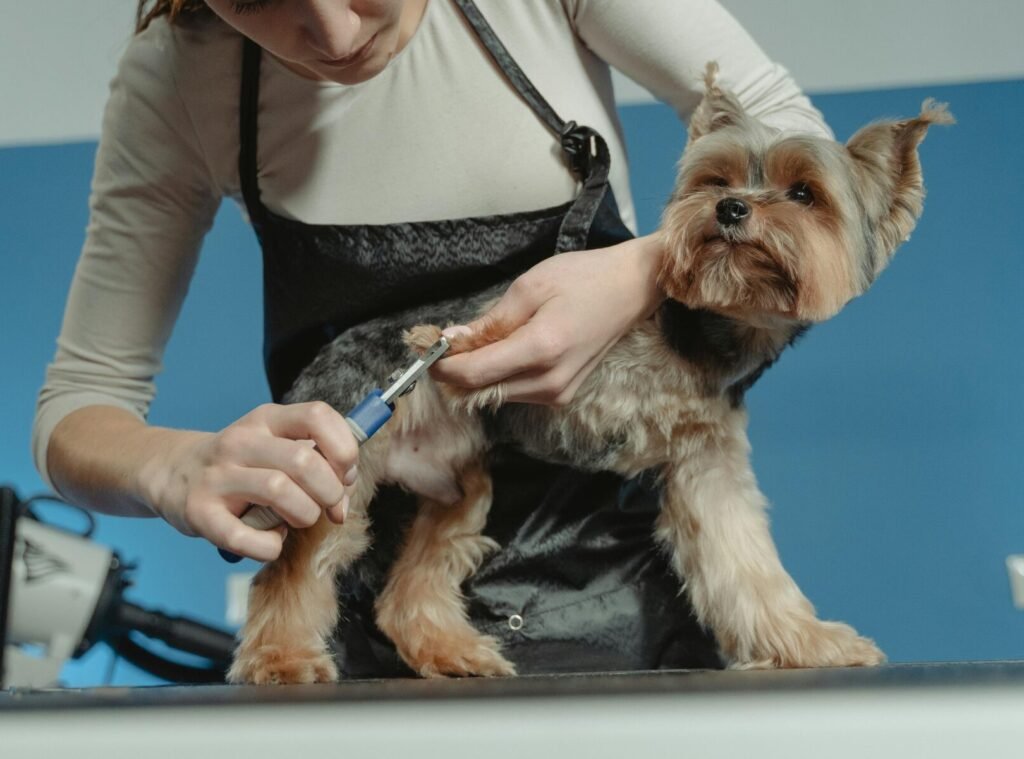 Dog getting nails trimmed with electric pet nail grinder at home