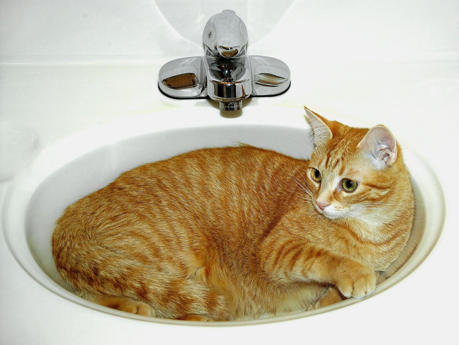Cat being bathed with mild cat shampoo during home grooming